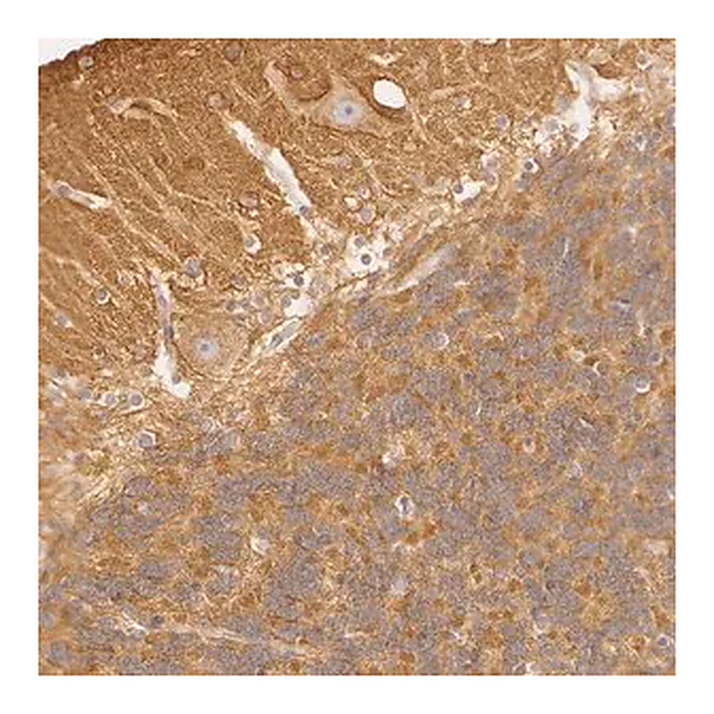 Merck ANTI-RALGAPA1 antibody produced in rabbit