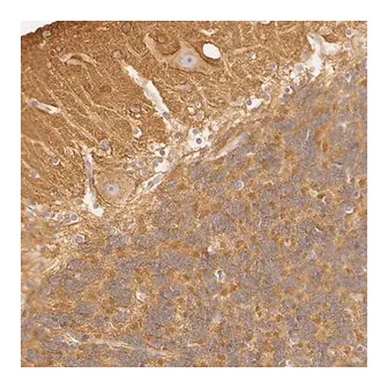 Merck ANTI-RALGAPA1 antibody produced in rabbit