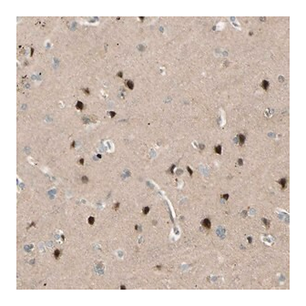 Merck Anti-FNDC3B antibody produced in rabbit