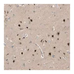 Merck Anti-FNDC3B antibody produced in rabbit
