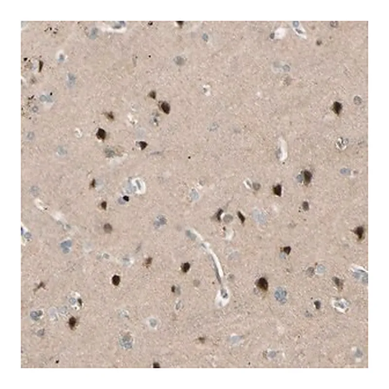 Merck Anti-FNDC3B antibody produced in rabbit