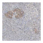 Merck Anti-GBA antibody produced in rabbit