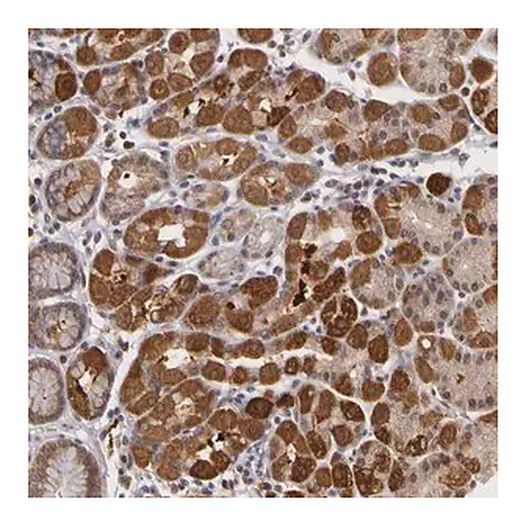 Merck Anti-FRMD7 antibody produced in rabbit