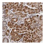 Merck Anti-FRMD7 antibody produced in rabbit