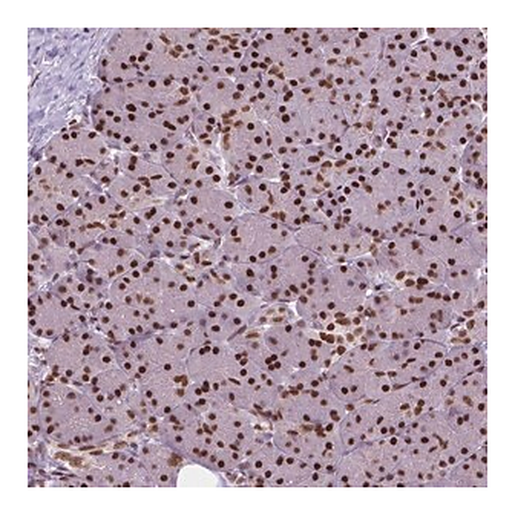 Merck Anti-AKAP8 antibody produced in rabbit