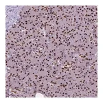 Merck Anti-AKAP8 antibody produced in rabbit