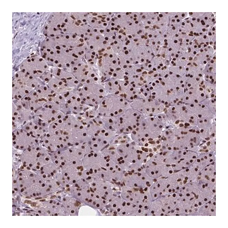 Merck Anti-AKAP8 antibody produced in rabbit