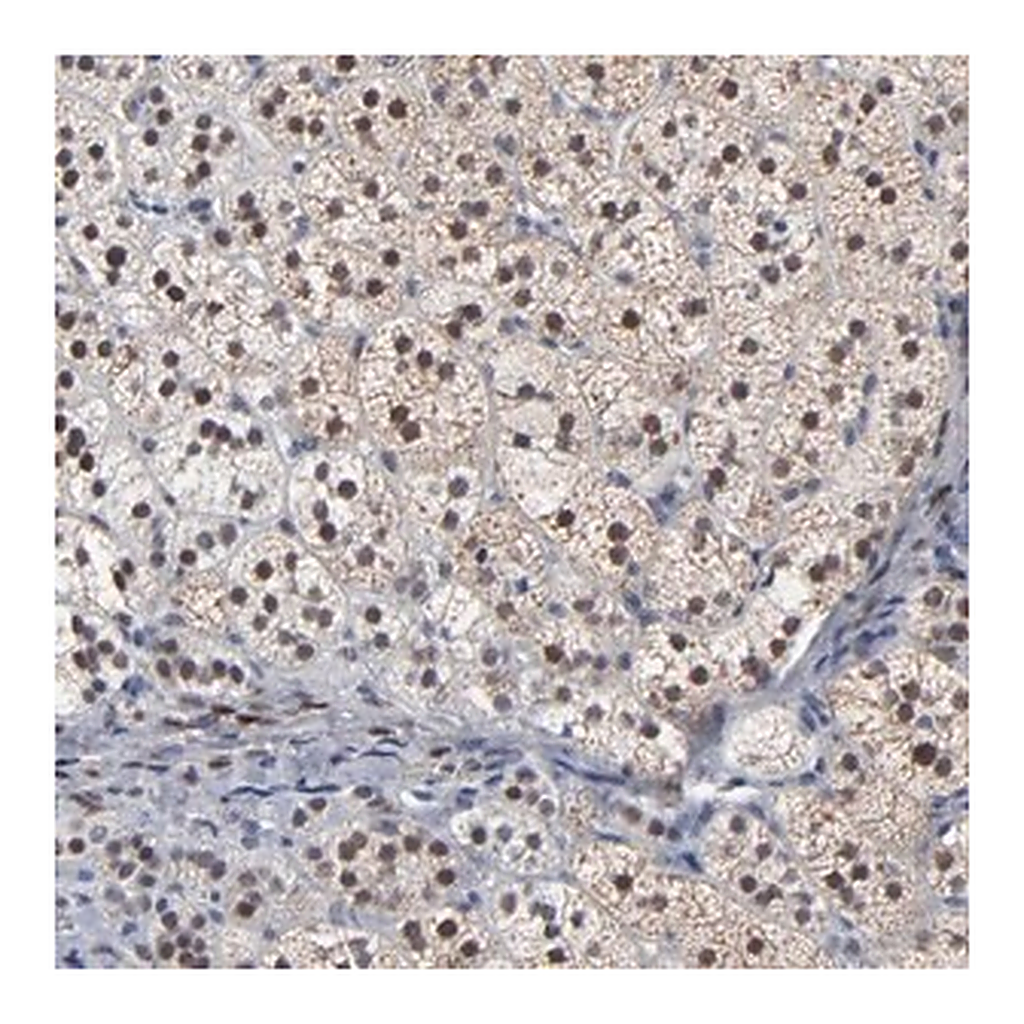 Merck Anti-FOXN2 antibody produced in rabbit