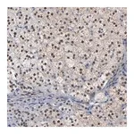Merck Anti-FOXN2 antibody produced in rabbit