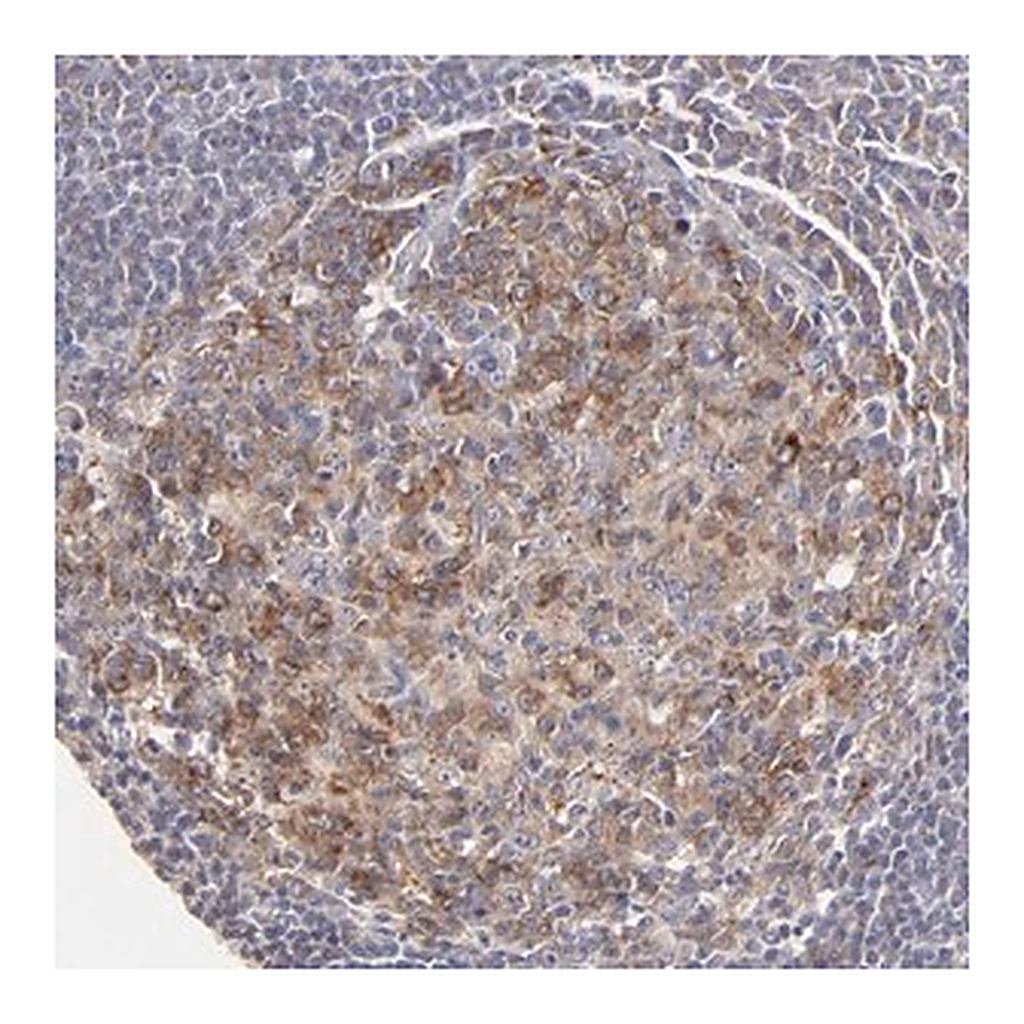 Merck Anti-GCSAM antibody produced in rabbit