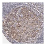 Merck Anti-GCSAM antibody produced in rabbit