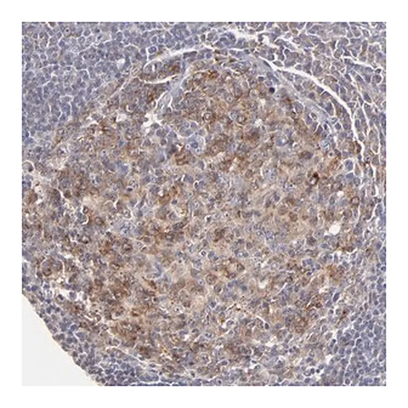 Merck Anti-GCSAM antibody produced in rabbit