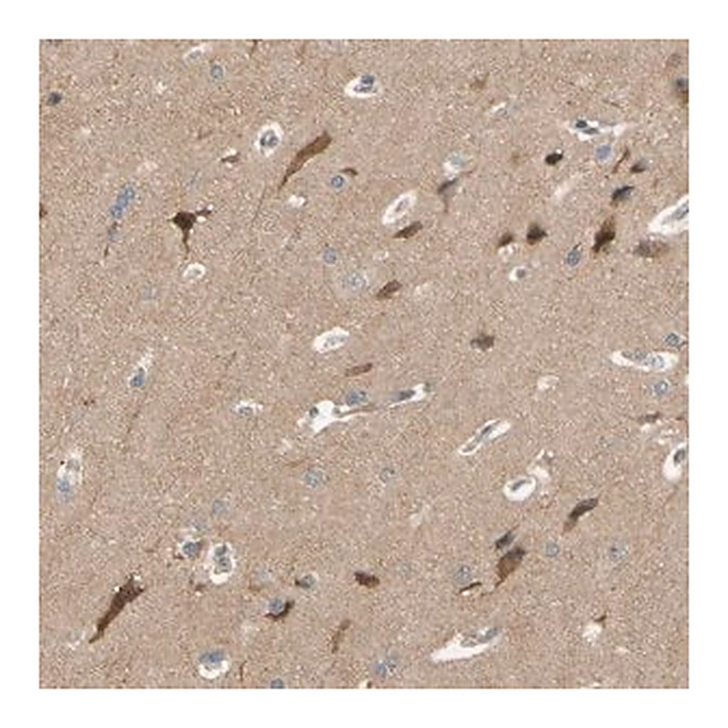 Merck Anti-ALK antibody produced in rabbit