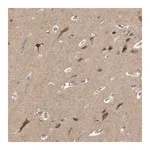 Merck Anti-ALK antibody produced in rabbit