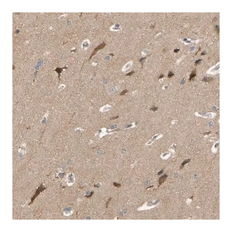 Merck Anti-ALK antibody produced in rabbit