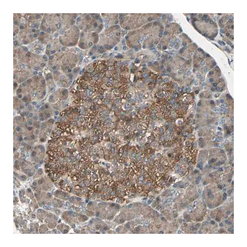 Merck Anti-GCK antibody produced in rabbit