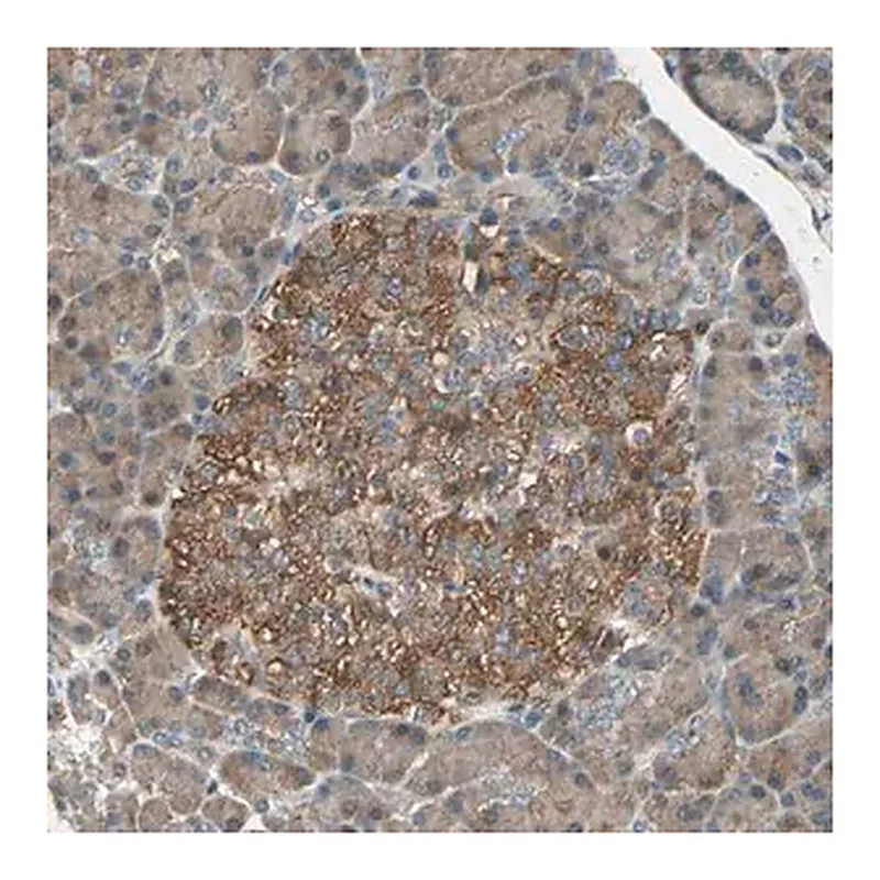 Merck Anti-GCK antibody produced in rabbit
