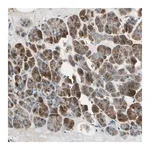 Merck Anti-AKAP9 antibody produced in rabbit