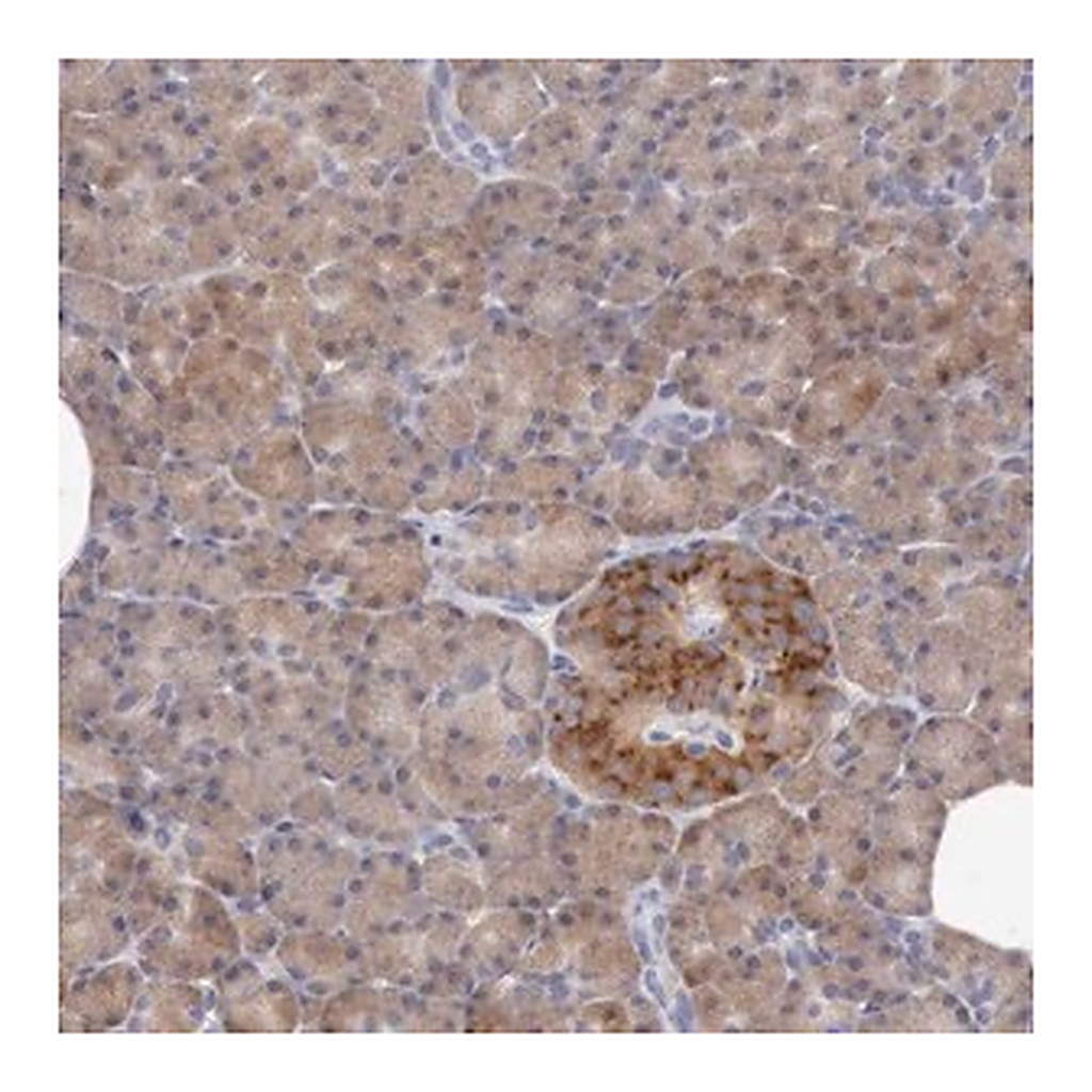 Merck Anti-ANGEL1 antibody produced in rabbit