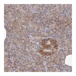 Merck Anti-ANGEL1 antibody produced in rabbit