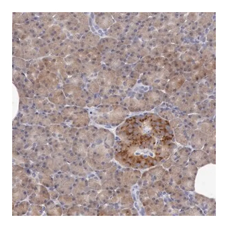 Merck Anti-ANGEL1 antibody produced in rabbit