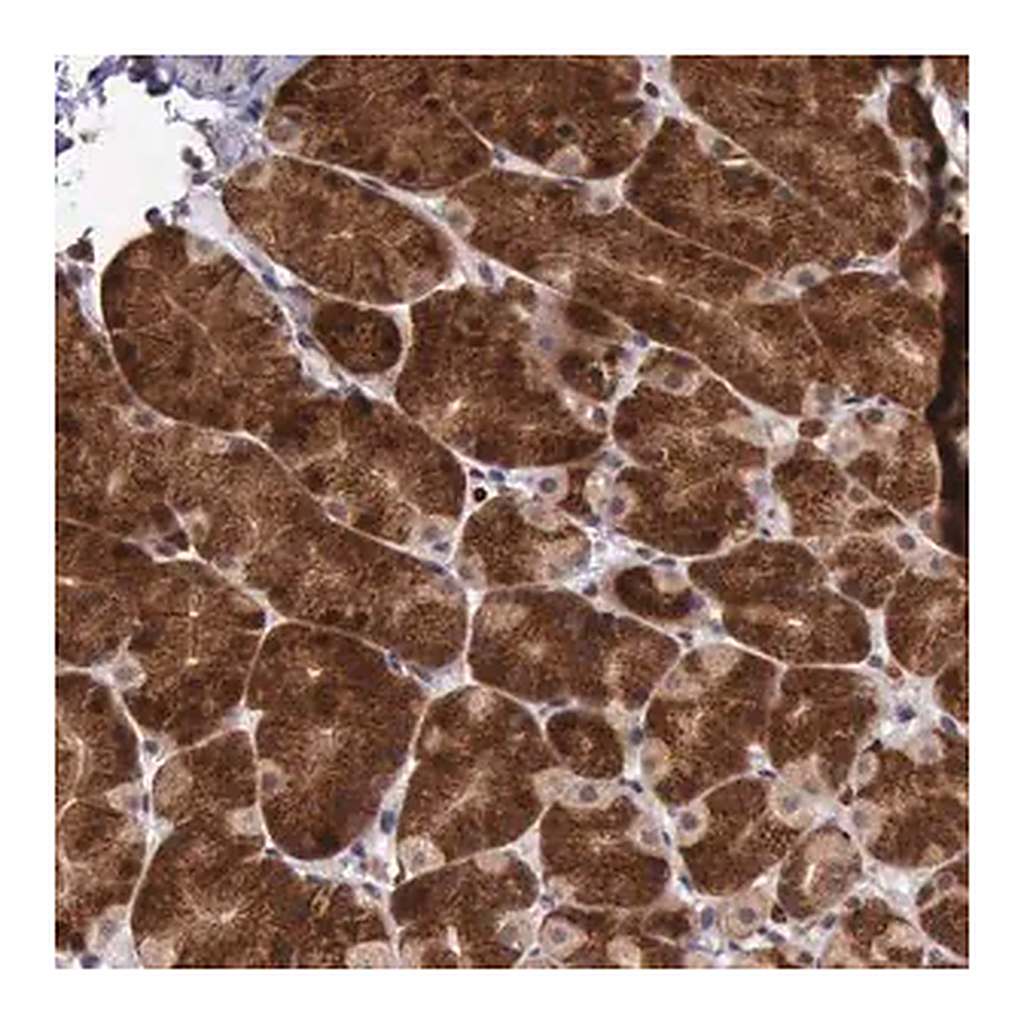 Merck Anti-ARMCX3 antibody produced in rabbit