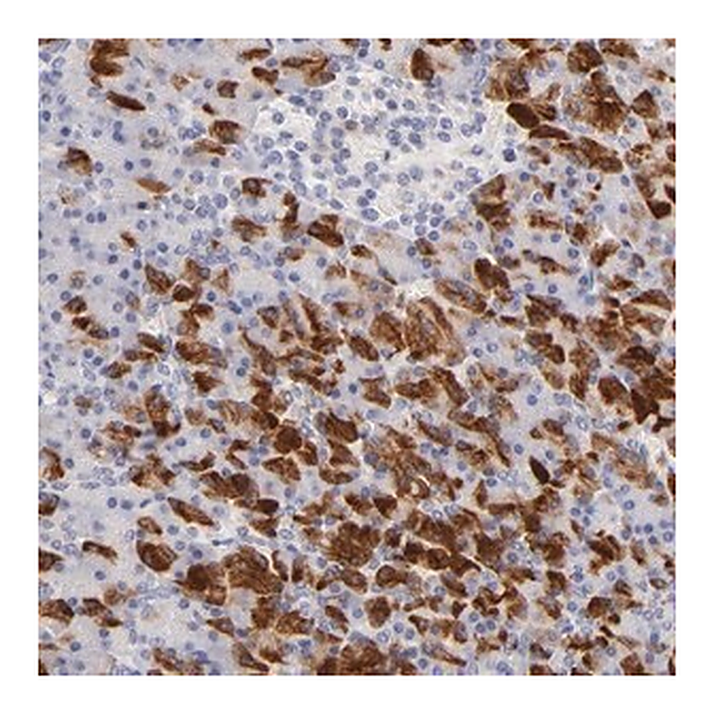Merck Anti-FAM117B antibody produced in rabbit