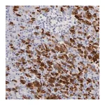 Merck Anti-FAM117B antibody produced in rabbit