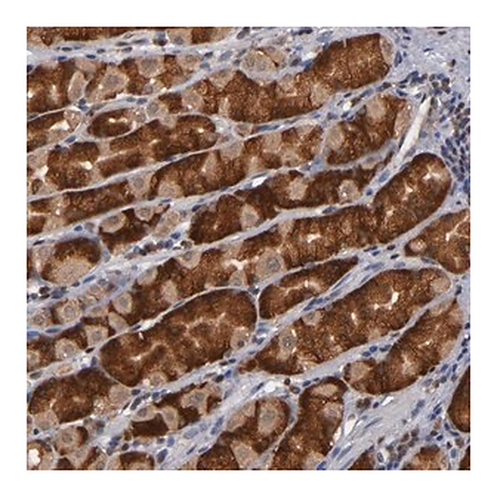 Merck Anti-ALG13 antibody produced in rabbit