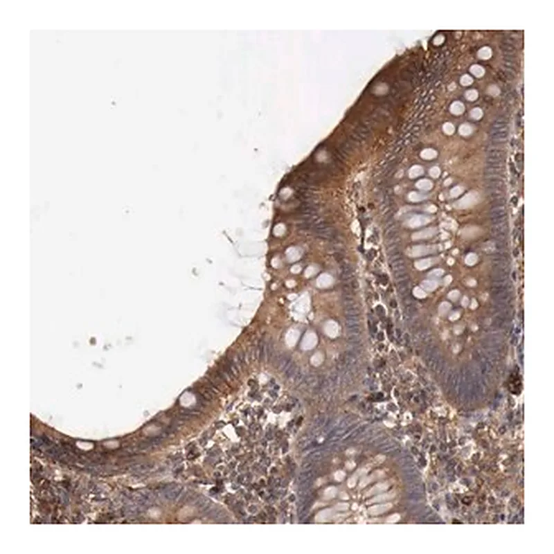 Merck Anti-ARMCX4 antibody produced in rabbit