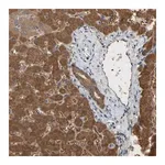 Merck Anti-ALDH9A1 antibody produced in rabbit