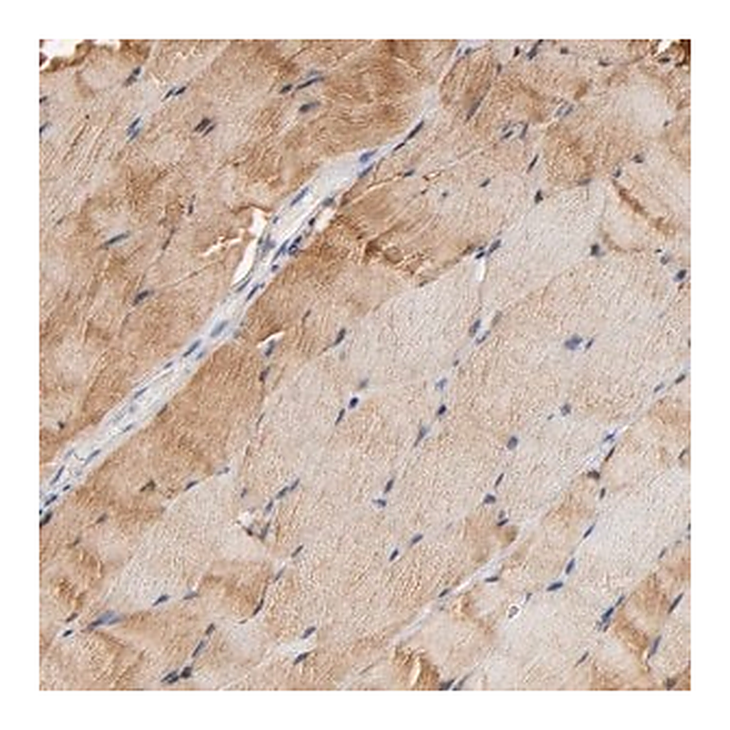 Merck Anti-ALDOA antibody produced in rabbit