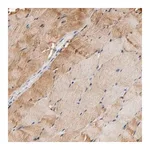 Merck Anti-ALDOA antibody produced in rabbit