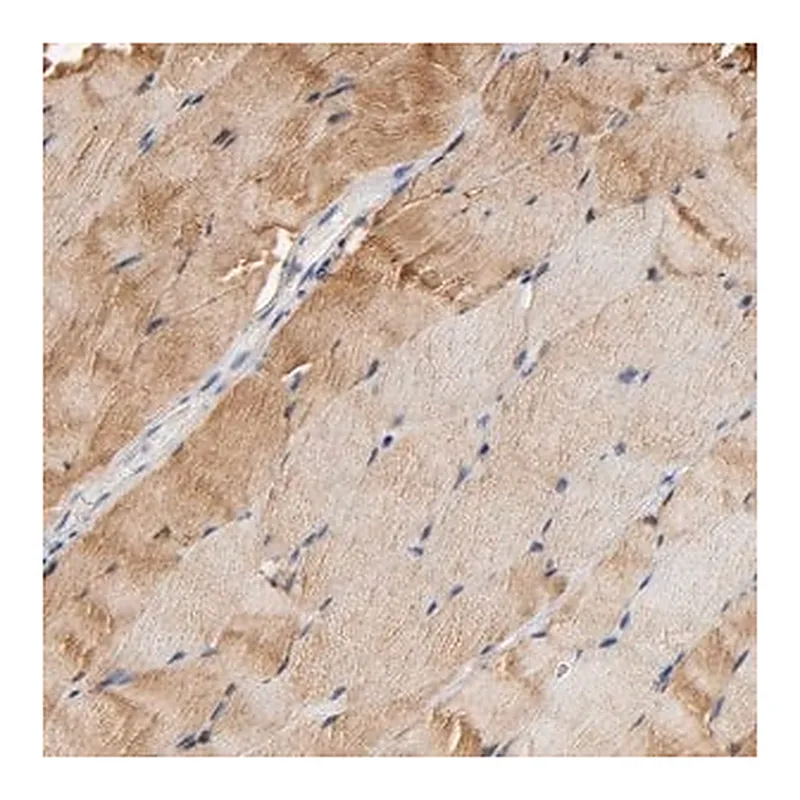Merck Anti-ALDOA antibody produced in rabbit