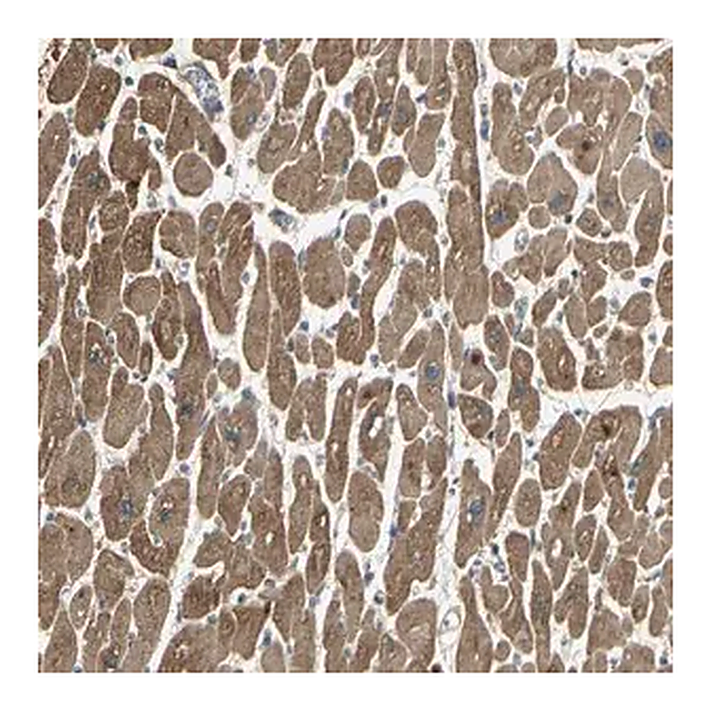 Merck Anti-KANK1 antibody produced in rabbit