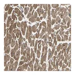 Merck Anti-KANK1 antibody produced in rabbit