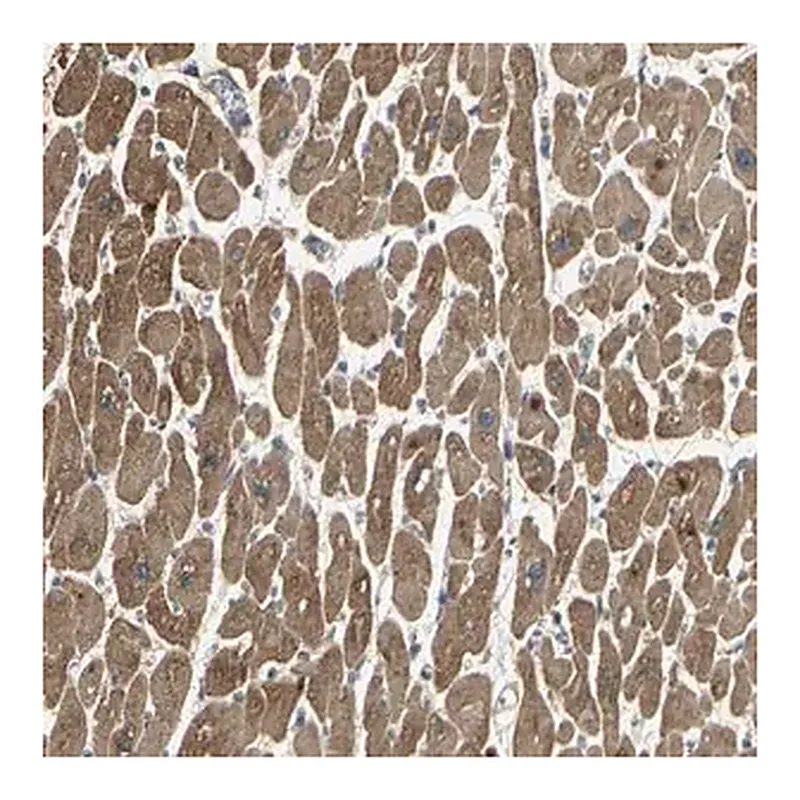 Merck Anti-KANK1 antibody produced in rabbit