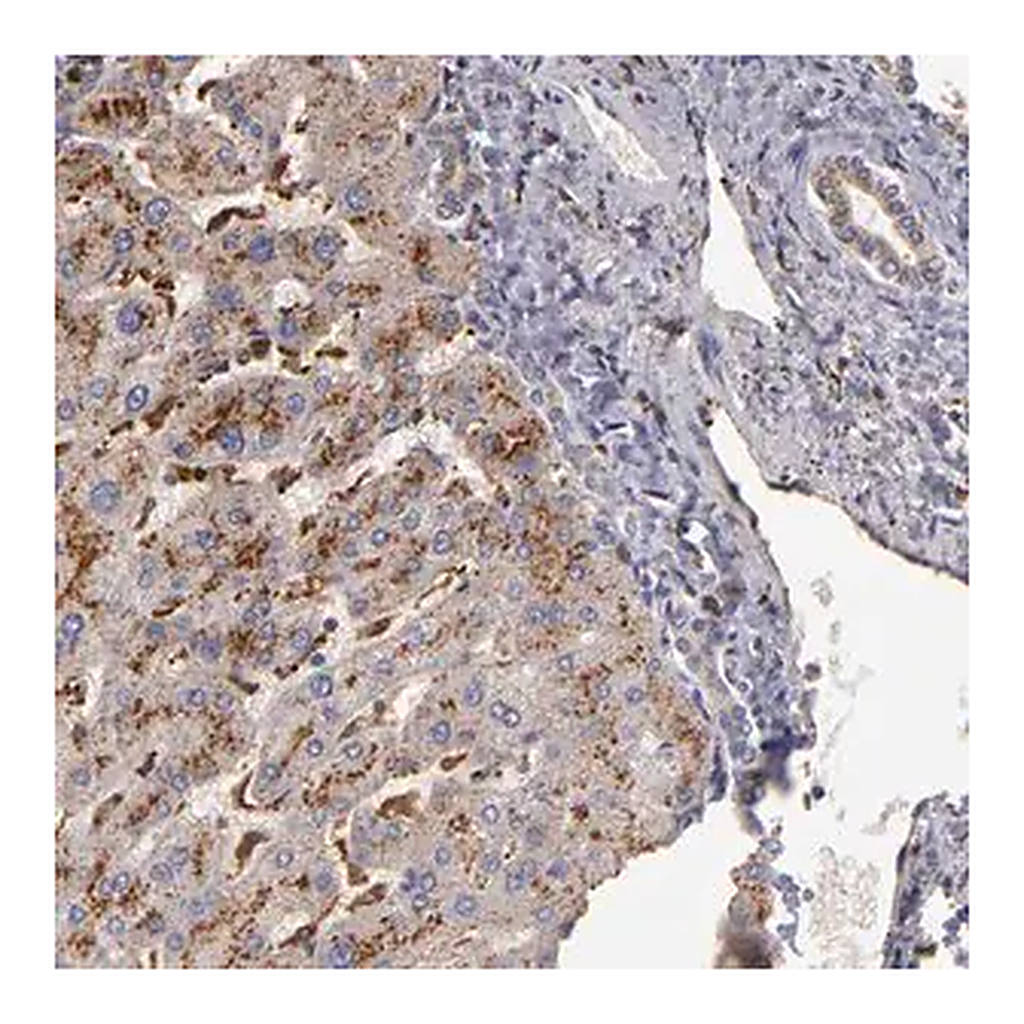 Merck Anti-TRAF1 antibody produced in rabbit