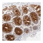 Merck Anti-AP1G2 antibody produced in rabbit