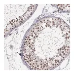 Merck Anti-ARMCX5 antibody produced in rabbit