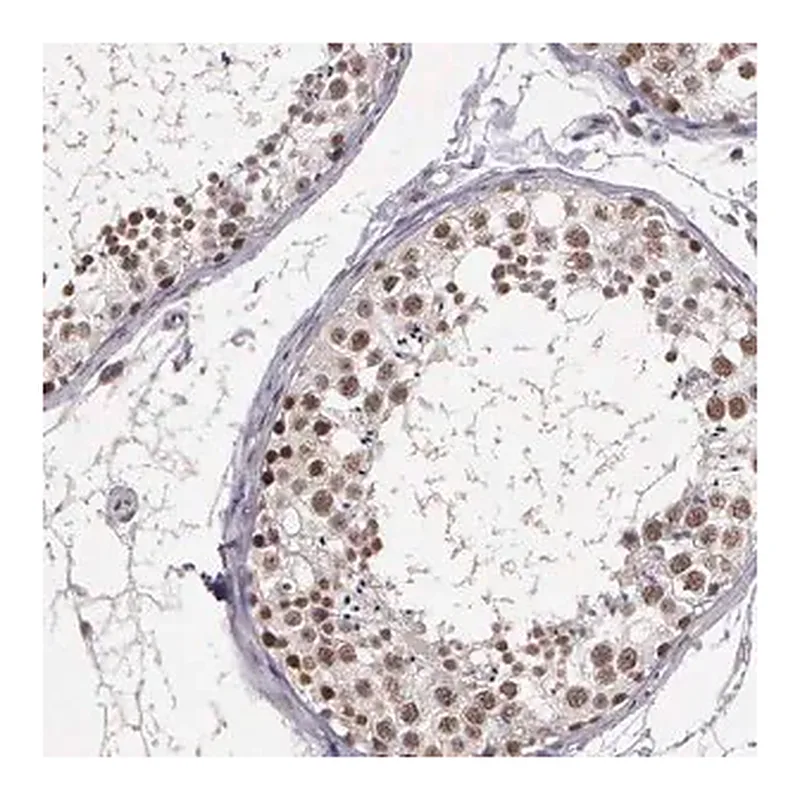 Merck Anti-ARMCX5 antibody produced in rabbit