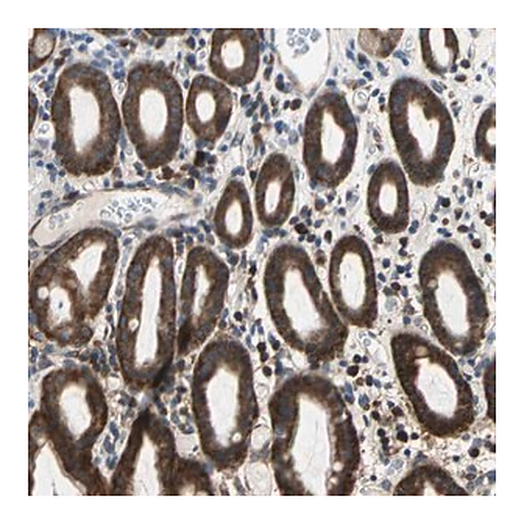 Merck Anti-TRIM25 antibody produced in rabbit