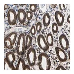 Merck Anti-TRIM25 antibody produced in rabbit