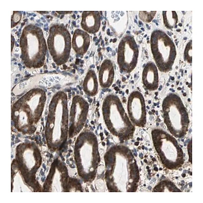 Merck Anti-TRIM25 antibody produced in rabbit