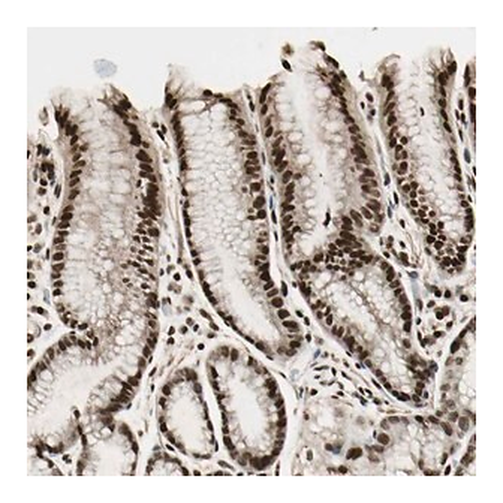 Merck Anti-TSHZ3 antibody produced in rabbit