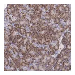 Merck Anti-TRAF3 antibody produced in rabbit