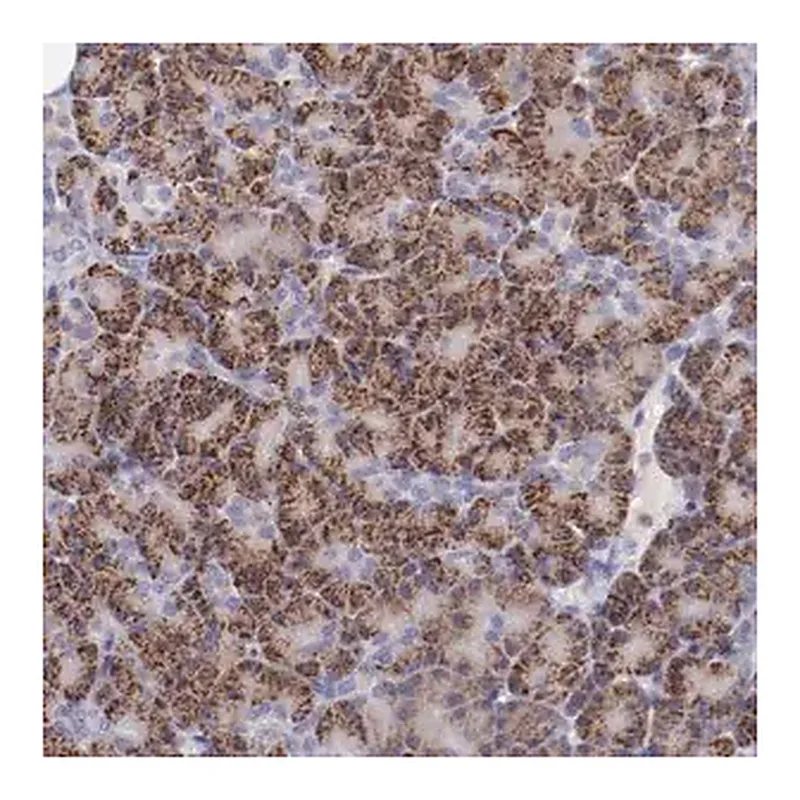 Merck Anti-TRAF3 antibody produced in rabbit