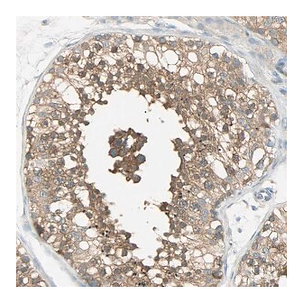 Merck Anti-TSC22D2 antibody produced in rabbit