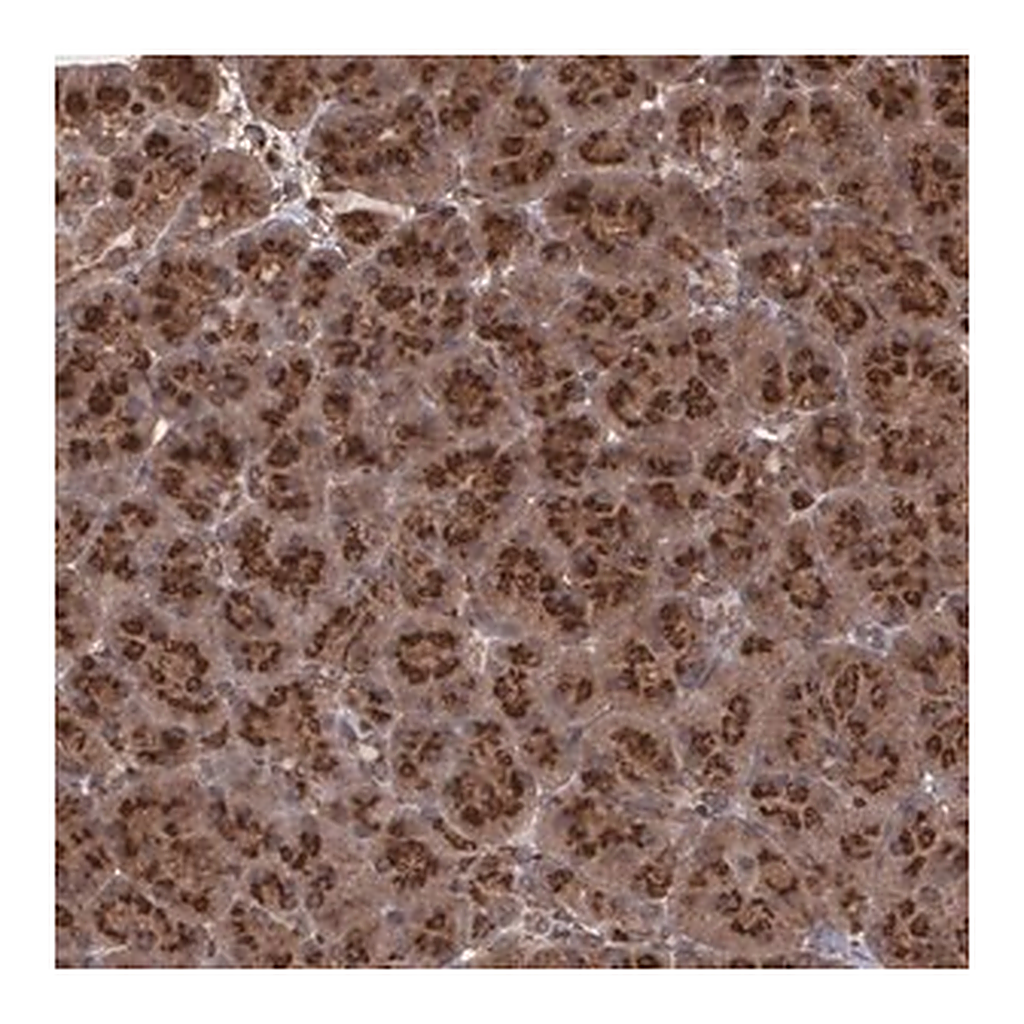 Merck Anti-TRIP11 antibody produced in rabbit