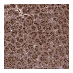 Merck Anti-TRIP11 antibody produced in rabbit